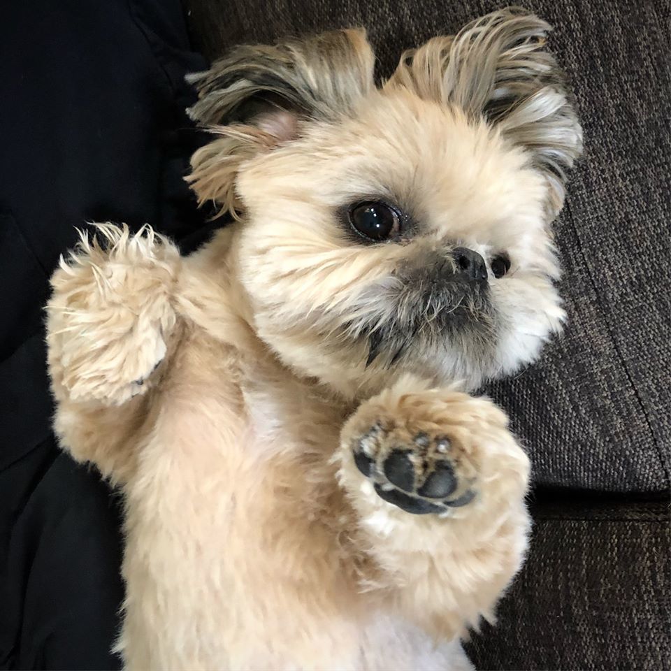 Dougie the Shih Tzu.